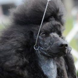 Poodles from Gladystar Poodles