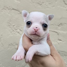 Merle - Merle female Chihuahua puppy in Vineland, New Jersey from Royal Companion's