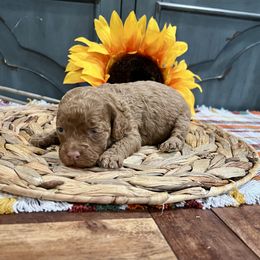 Chili - Red female Cockapoo puppy in Beresford, South Dakota from DAKOTA DOOD RANCH