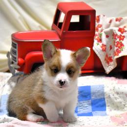 Pembroke Welsh Corgi Puppies from Rhone River Farm Pembroke Welsh Corgis