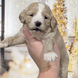 Juliette - Cream female Cavapoo puppy in Coshocton, Ohio from Forever Family Puppies