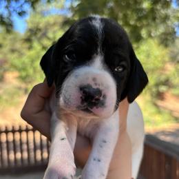 Thyme - light pink - Black and white female German Shorthaired Pointer puppy in Mokelumne Hill, California from Underhill GSP