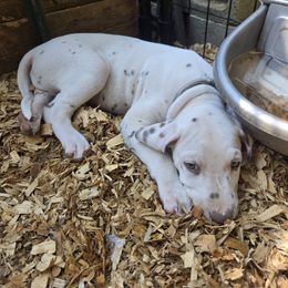 Grey - White and liver brown male Dalmatian puppy in Pulaski, Tennessee from River Valley Forge Dalmatians