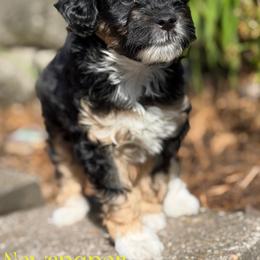 Newspaper - Black tri-color female Aussiedoodle puppy in Henry, Illinois from Rowe Farms Doodles