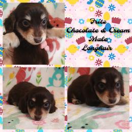Fritz - Chocolate and cream male Dachshund puppy in Hudson, Michigan from Mittentail Kennel Miniature Dachshunds & Australian Shepherds
