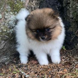 Boy 1 - Chocolate parti male Pomeranian puppy in Gadsden, Alabama from Rich Cat’s