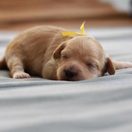 Miss yellow collar - Cream female Maltipoo puppy in Springtown, Texas from North Texas Puppies