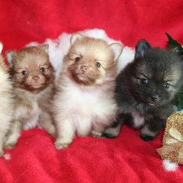 Pomeranians from Journey Reign Kennels