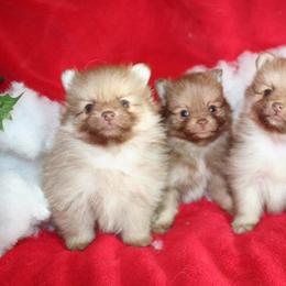Pomeranians from Journey Reign Kennels