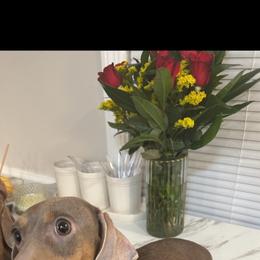 Julieta - Dachshund