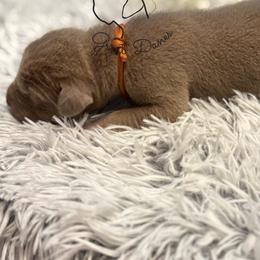 Aster - Silver male Great Dane puppy in Norton, Ohio from Guilty Pleasure Great Danes & Frenchies