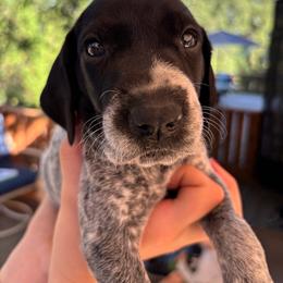 Ginger - lavender collar - Black roan female German Shorthaired Pointer puppy in Mokelumne Hill, California from Underhill GSP