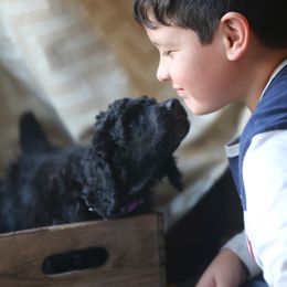 Poodle Puppies from 5-Star Poodles