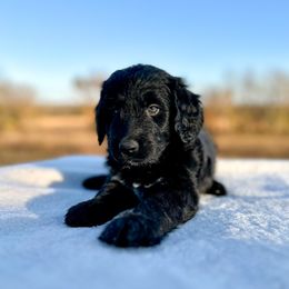 George - Black male Bernedoodle puppy in Osage City, Kansas from Golden Ridge Goldens
