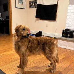 Pearl - Golden female Golden Retriever puppy in Wind Gap, Pennsylvania from Supreme Goldens