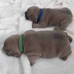 French Bulldog Puppies from Upcountry Frenchies