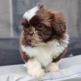 Dixie - Liver and white female Shih Tzu puppy in Clinton, Tennessee from Southland’s Shih Tzus