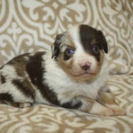 Boy 4 - Red merle male Miniature Australian Shepherd puppy in Licking, Missouri from Burnett Aussies
