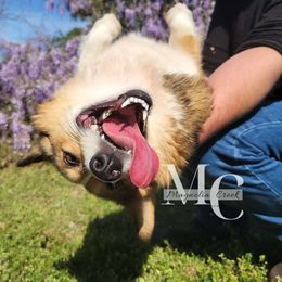 Ransom - Pembroke Welsh Corgi