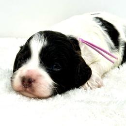 Light purple collar girl - Brown white and tan female Cockapoo puppy in Oologah, Oklahoma from Timber Hills Poodles and Doodles