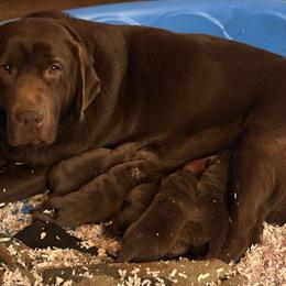 Boy 1 - Chocolate male Labrador Retriever puppy in Davenport, New York from New England Premier English Labradors