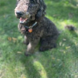 Bernedoodle and Goldendoodle All Grown Up from A.N.A. Doodles