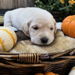 Bear - Labrador Retriever puppy from Limestone Labradors