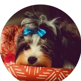 Biewer Terriers, Poodles, and Yorkshire Terriers from Tiny Paws Luxury Pets