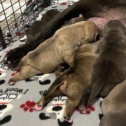 American Bully Puppies from Manuia Kennels