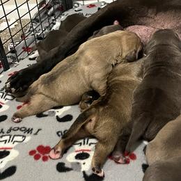 American Bully Puppies from Manuia Kennels