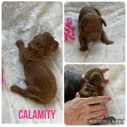 Calamity - Red  female Poodle puppy in Mount Vernon, Illinois from AMC Poodles