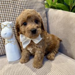 Arthur Montgomery - male Cavapoochon puppy in Lucas, Ohio from Apricot Lane Puppy