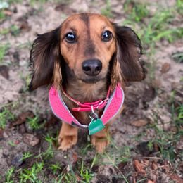 Dachshund All Grown Up from Dixon's Darlings