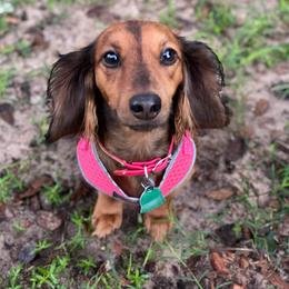 Dachshund All Grown Up from Dixon's Darlings