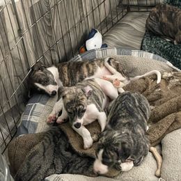 Dalmatian and Whippet Puppies from Hapi-Dal Dalmatians and Primetime Whippets