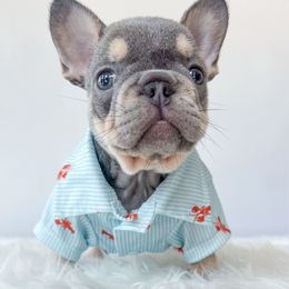 Princeton - Tricolors male French Bulldog puppy in Porter, Texas from Whatabulldog