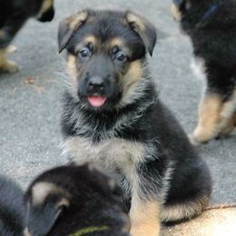 German Shepherd Puppies from Trick Dog & Farm Dog Certified & Urban Canine Good Citizen