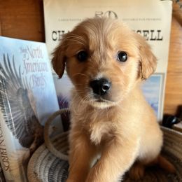 Tan - Golden male Golden Retriever puppy in Leadore, Idaho from Gunsight Goldens