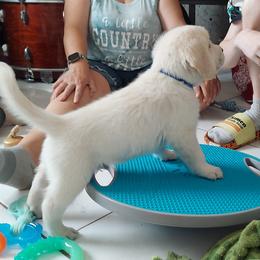 Golden Retriever Puppies from Danielle Kemper