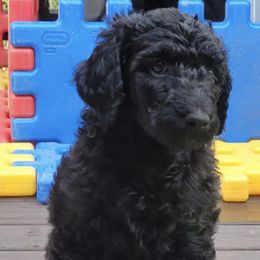 Goldendoodles and Labradoodles from Indian Hills Doodles