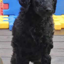 Goldendoodles and Labradoodles from Indian Hills Doodles