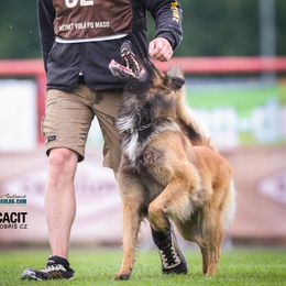 Belgian Tervuren puppies from Chocorua Working Belgians