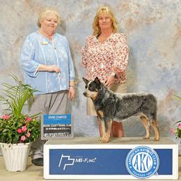 Vixen GRCH - Australian Cattle Dog