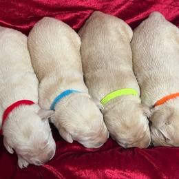 Yellow Male - Red Collar - Yellow male Labrador Retriever puppy in Beaverdam, Virginia from Gold Heart Labradors