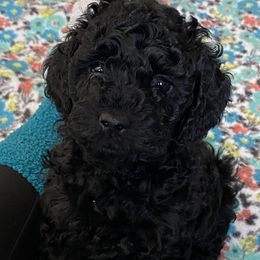 Cockapoo Puppies from Coco's Cocopuffs