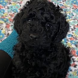Cockapoo Puppies from Coco's Cocopuffs
