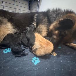 Boy 3 - Black and red male German Shepherd puppy in Carbondale, Kansas from Cunningham German Shepherds, LLC