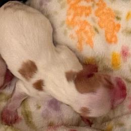 Frankie - Blenheim male Cavalier King Charles Spaniel puppy in North Carolina from Waggin Tails