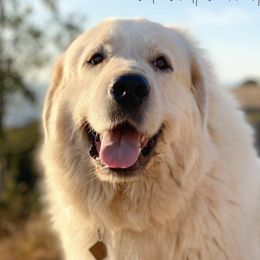 Bria - Great Pyrenees