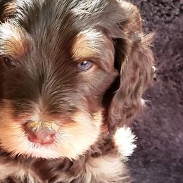 Poodles from Sandhallow Standard Poodles